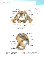 Sobotta  Atlas of Human Anatomy  Trunk, Viscera,Lower Limb Volume2 2006, page 278